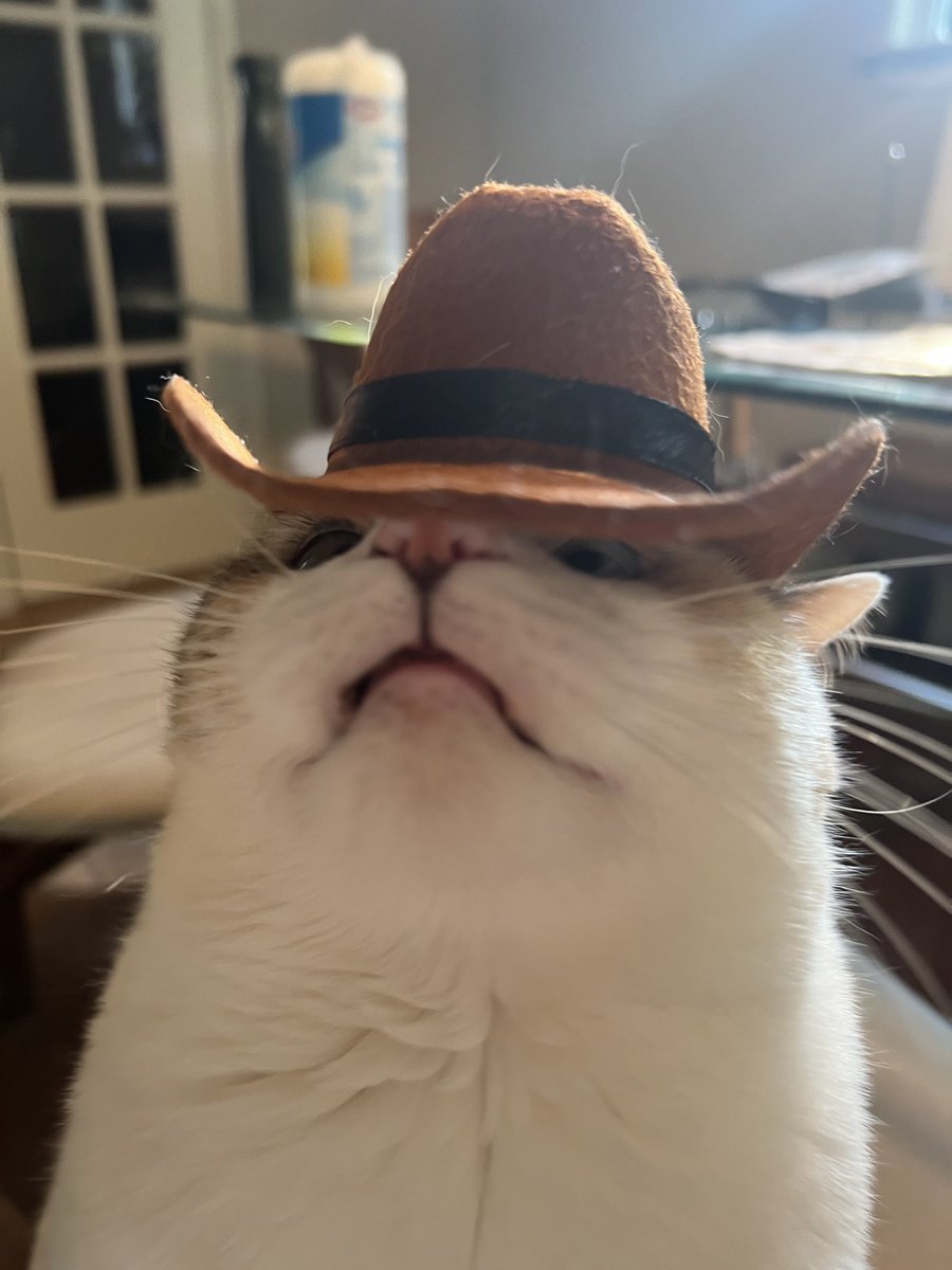 fatfatpankocat's tweet photo. https://t.co/eDyHqbvPaB