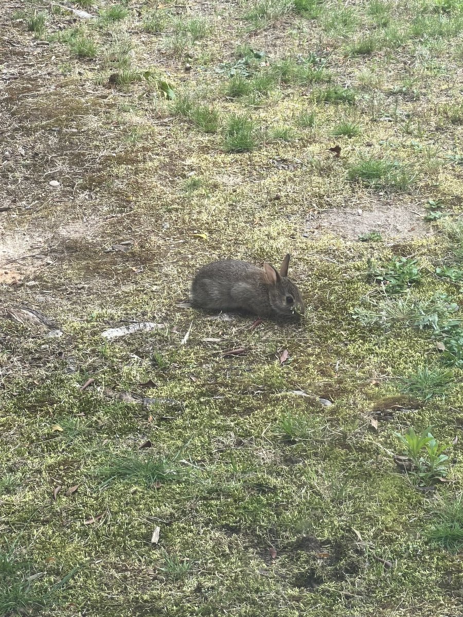 Laura Thomas tweet media