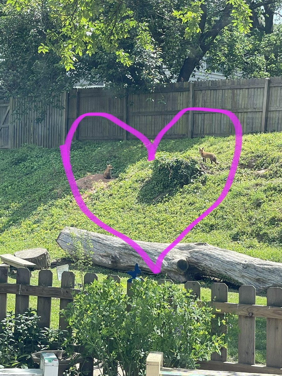 @TuckahoeAP @TuckahoeSchool @Tuckahoe3rd @APSVirginia @APSArts I’m back from maternity leave & we are having a blast! Lots of creativity with a pause for baby fox sightings 😍 🦊 ✂️ 🎨 #tuckahoerocks