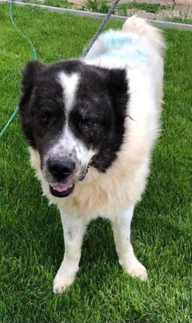 SaveAKSDog's tweet photo. Wonderful news ๐ฅฐ #Raldo is doing well, after his operation, & his lump wasn't Cancerous! ๐๐ฅณ
Once his wound is healed, he will be looking for a foster or forever home. ๐
Pls retweet ๐
You can apply here:
https://t.co/h2njjWxNlw
#forgottensoulshour #K9hour #rehomehour https://t.co/6raKnDCtGR