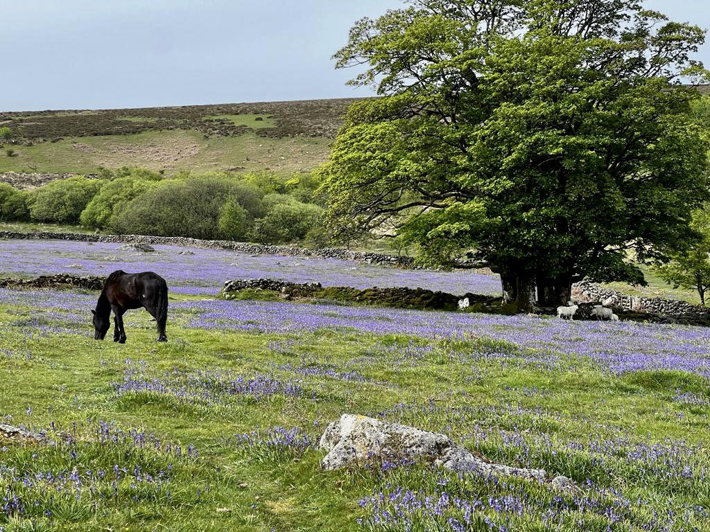 L’il bro just sent these #bluebellseason #Dartmoor 💙