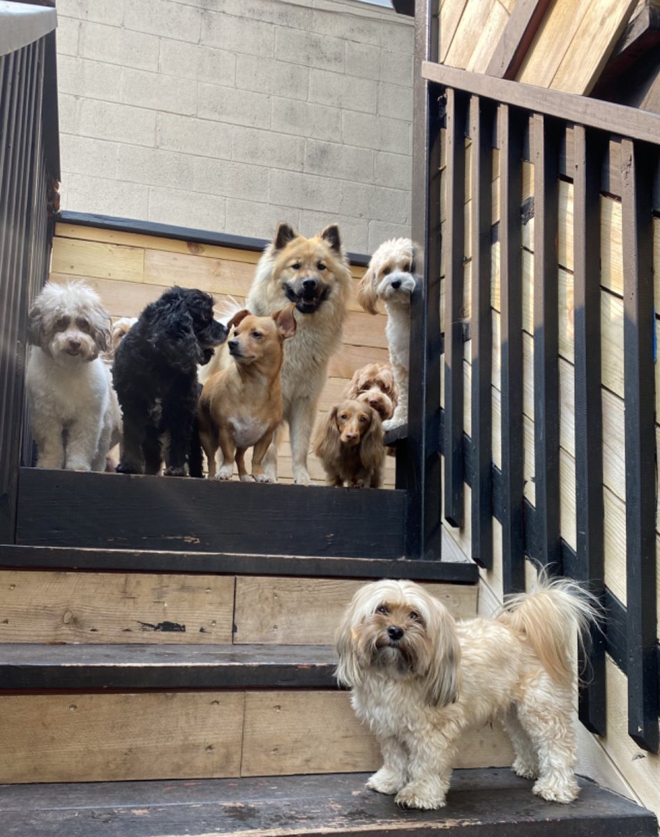 jennxgraham's tweet photo. Lmao my guy HATES other dogs https://t.co/hyz2PSljC4