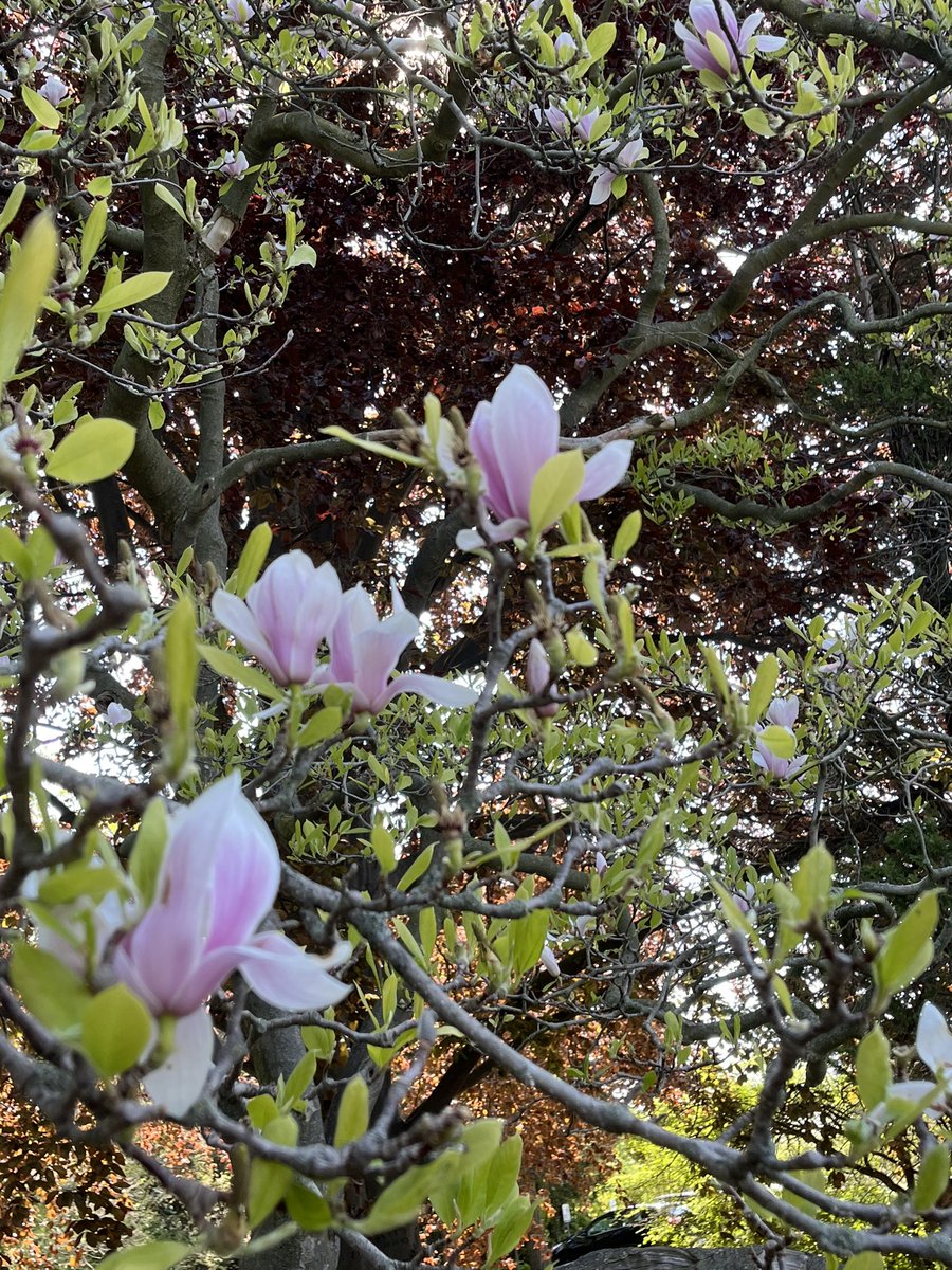 La beauté du printemps nous entoure en visitant nos arbres adoptés <a href="/EJJamesPS/">EJ James PS</a> aujourd’hui!