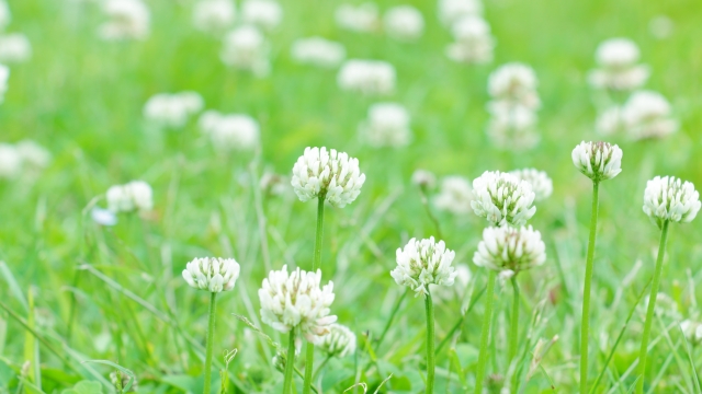kafunq's tweet photo. 《5月19日》イネ科花粉「やや多い🌾🌾○○」予想
✅関東は下り坂、昨日より10℃低い⁉
✅カモガヤなどのイネ科花粉の飛散ピーク
✅天気悪くてもイネ科花粉症の人は用心
埼玉大学と共同で観測【花粉飛散情報】
#花粉症　#花粉　#今日ひどい
https://t.co/D4ju7nyoRU https://t.co/27G9fmp3Vk
