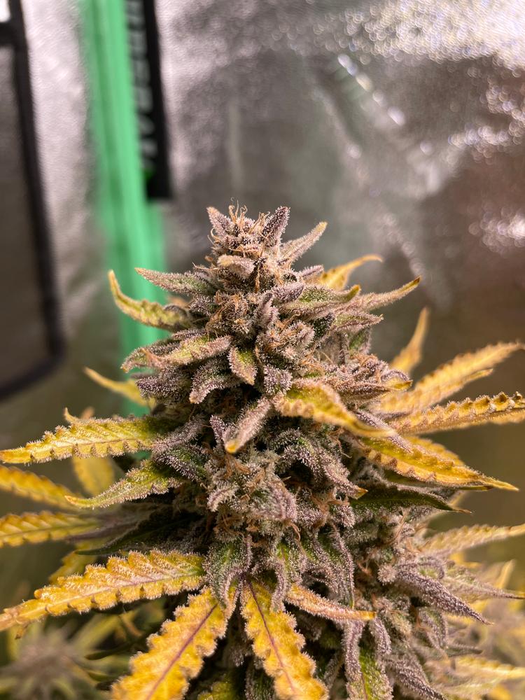 cana_kush's tweet photo. Blue Cheese Feminized
 I started with 4 and noticed that my first harvest and last harvest where over a month apart . Havnt got to puff yet as I am still curing  https://t.co/hTsrDfSzEG https://t.co/c5d0PGS1rn