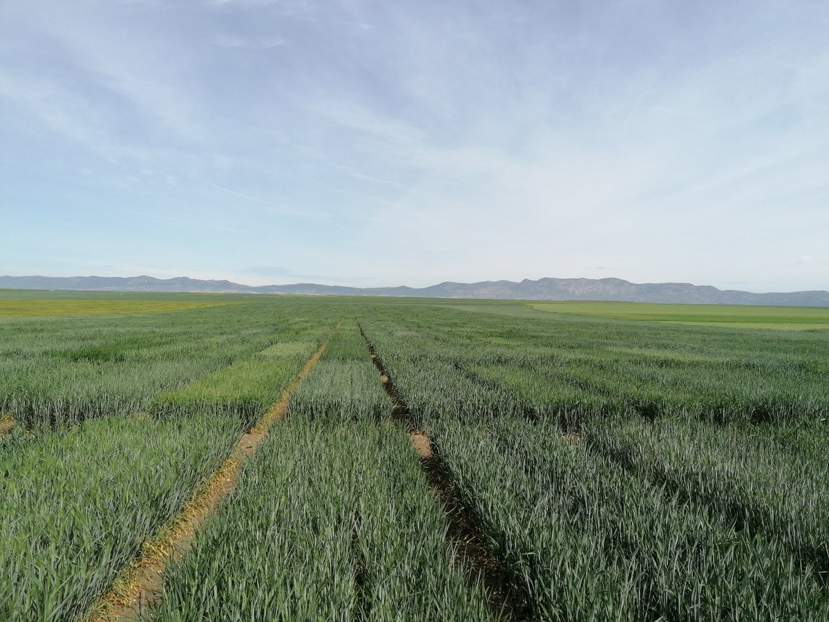 aparicionieves3's tweet photo. Evaluando germoplasma de #trigo en el marco del proyecto #WheatPhenoScale (#PID2019). Programa de mejora de @LGSeedsES

#Phenotyping #breadwheat #breeding https://t.co/La0bNI0Fos