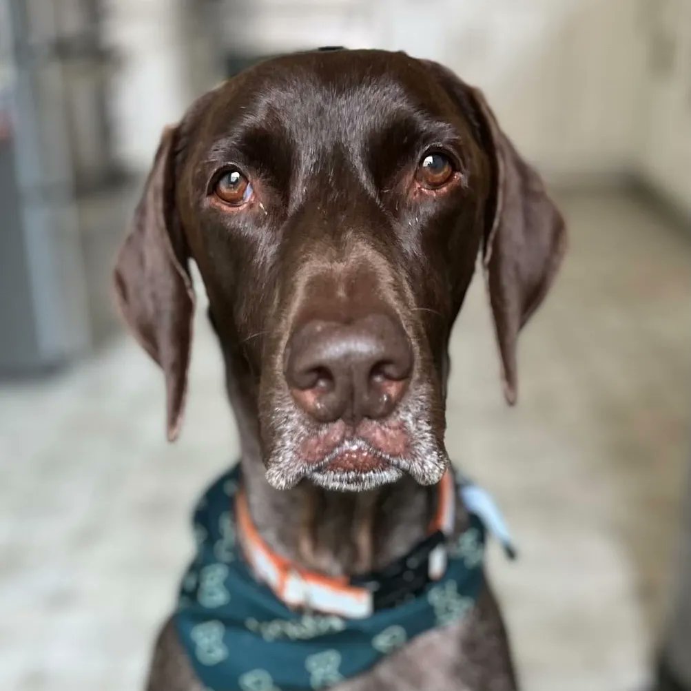 Koala Health tweet media