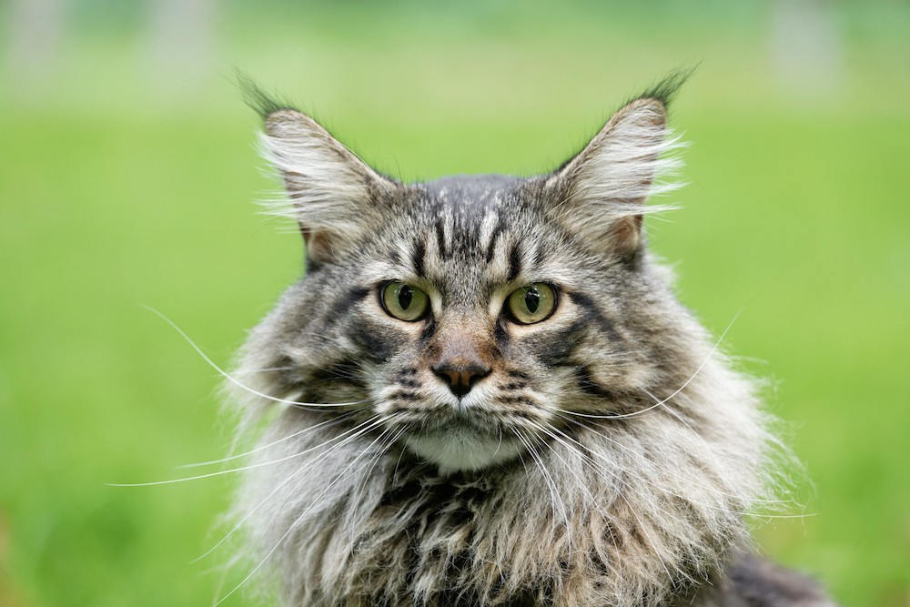 The mighty Maine Coon developed more than a century ago (perhaps as early as the 1600s) in the wilderness of Maine; in fact, they are the official state cat of Maine. The Maine Coon cat probably came from an encounter between a domesticated American Shorthair cat and a