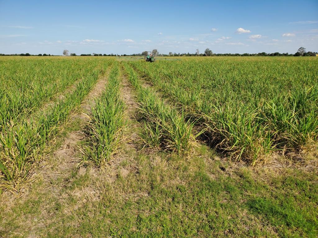 UPLArgentina's tweet photo. 📍 Sur de Tucumán
Por este campo cañero pasaron las #BiosolucionesUPL ✅

Pocas lluvias + altas temperaturas = estrés en tus cultivos 🤯🌡️. Para revertirlo, apenas llegó la primera lluvia, decidieron aplicar 2 litros por hectárea de nuestro bioestimulante foliar BIOTRON PLUS. https://t.co/AQbUJTm5E7