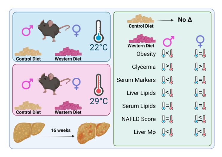 Does #ThermoneutralHousing & consumption of a classical #WesternDiet worsen metabolic dysfunction-associated fatty liver disease in mice? More in @AJPEndoMetab from Nunes et al. @NatashaTrza @Immunometabolab 

ow.ly/rQlo50OqZxC

@uOttawaMed #MAFLD #Obesity #MouseModel