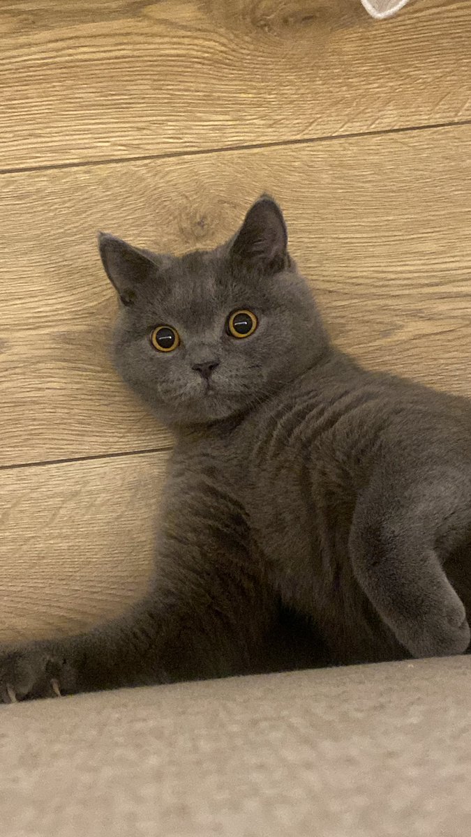 Ne demek oy vermicem