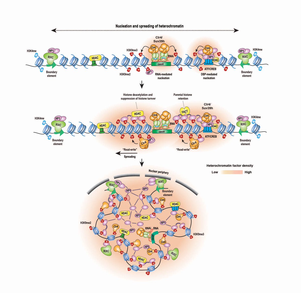 UNRAVELLING THE MYSTERIES OF HETEROCHROMATIN!
Ever wonder how silenced heterochromatin domains are stably propagated? This article describes the conserved principles by which modified histones and HP1 condensates promote self-propagation of heterochromatin authors.elsevier.com/a/1h5x43vVUPNx…