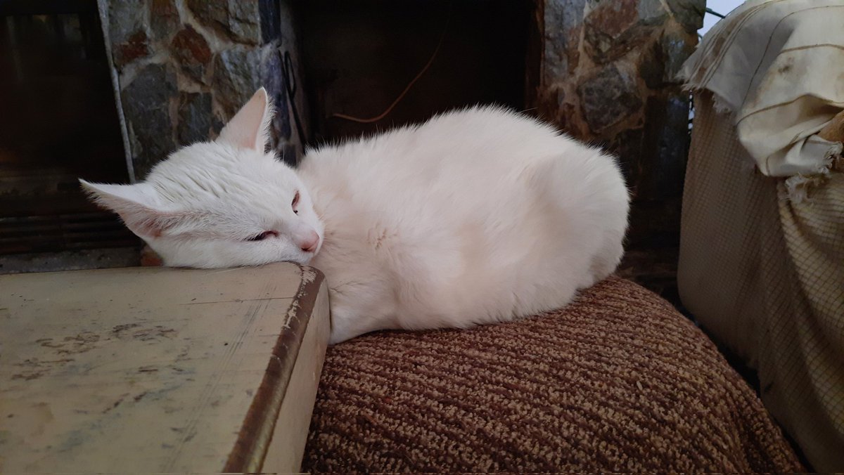 sanchez 💿📀 tweet media