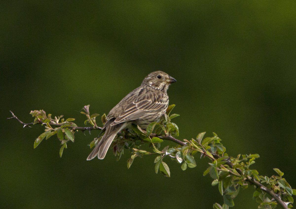 Corn Bunting singing well at Badbury Hillfort today <a href="/DorsetBirdClub/">Dorset Bird Club</a>