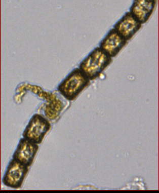And... Pop! The particulate turns into dissolved Managed to capture the lysis of a #plankton cell with the FlowCam!