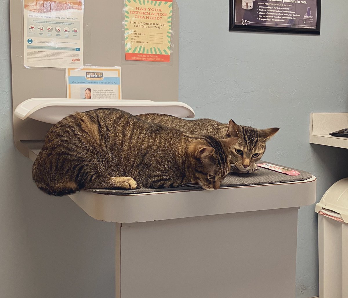 IsoAndSei's tweet photo. We survived the vet. We had to get a shot. We are ok. We need treats! #CatsOfTwitter https://t.co/mv4LgRdqDl