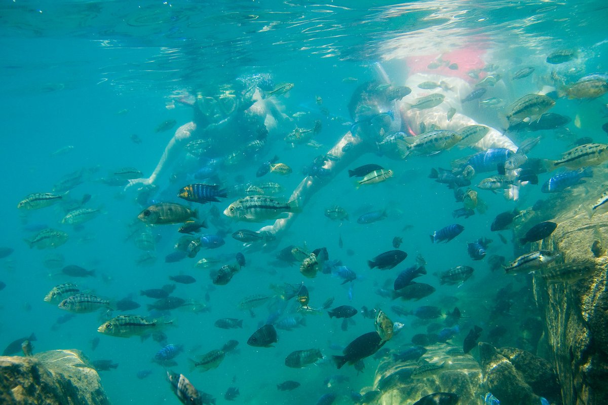 '<a href="/BusInsiderSSA/">Business Insider Africa</a> has taken a look at the nominees for 'Africa's Leading Tourist Attraction' at the <a href="/WTravelAwards/">World Travel Awards</a> 2023. Second on the list? Lake Malawi! ⛵️🇲🇼

africa.businessinsider.com/local/lifestyl…

#Malawi #OnMyWishlist #MalawiDreaming #BestInTravel2022
