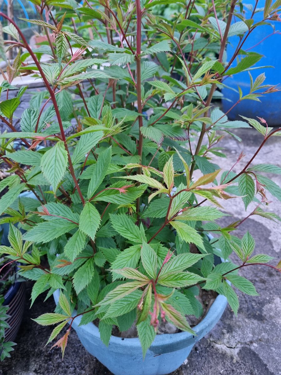 Any assistance on what this could be? I've been told it's NOT Spiraea Japonica or Goatsbeard ...

Could it be Meadowsweet? Rodgersia?

THANK YOU for any help

#plantid #garden #gardening #plant