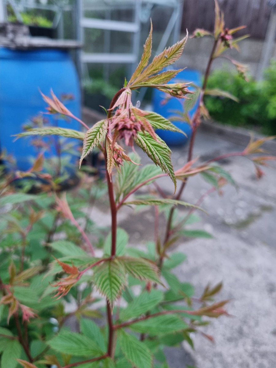 Grow Your Own (@growyourown7) on Twitter photo 