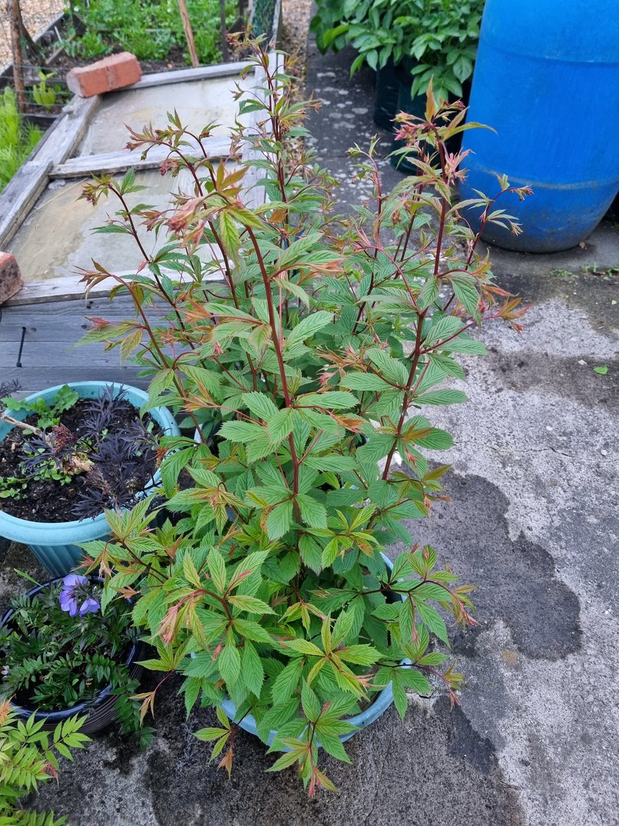 Grow Your Own (@growyourown7) on Twitter photo 