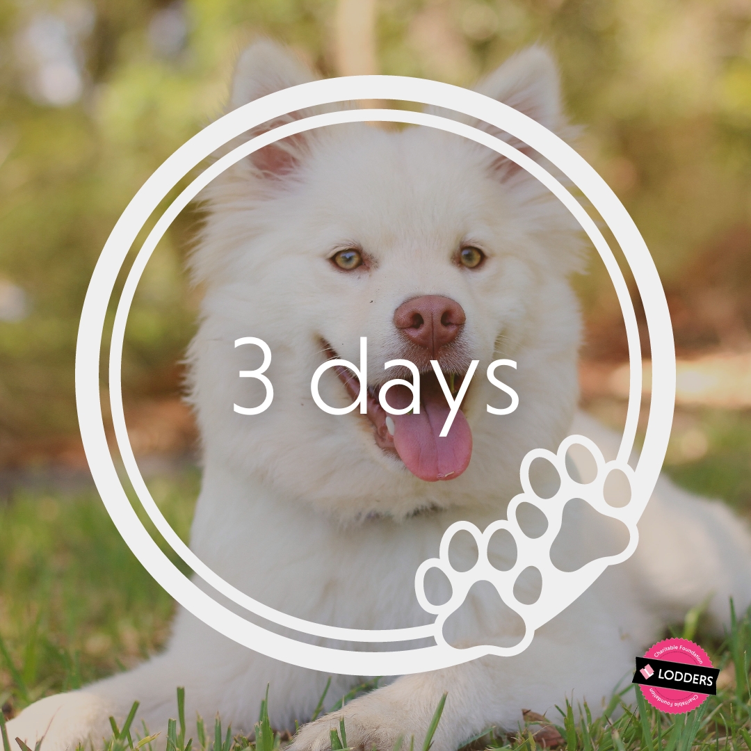 3 days to go! Are you ready for our Family Fun Day and Dog Show?

Be sure to visit our website for more information lodders.co.uk/family-fun-day…