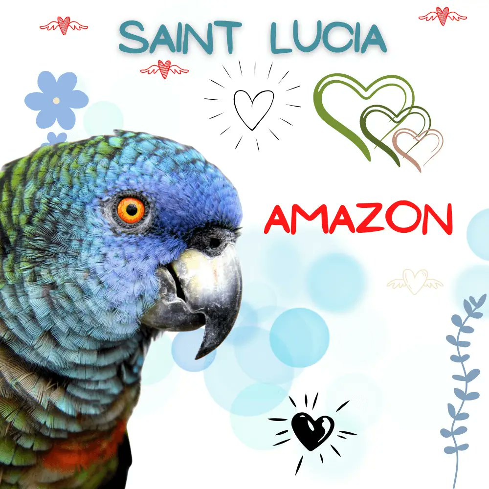 Saint Lucia amazon
#parrot #amazonparrot