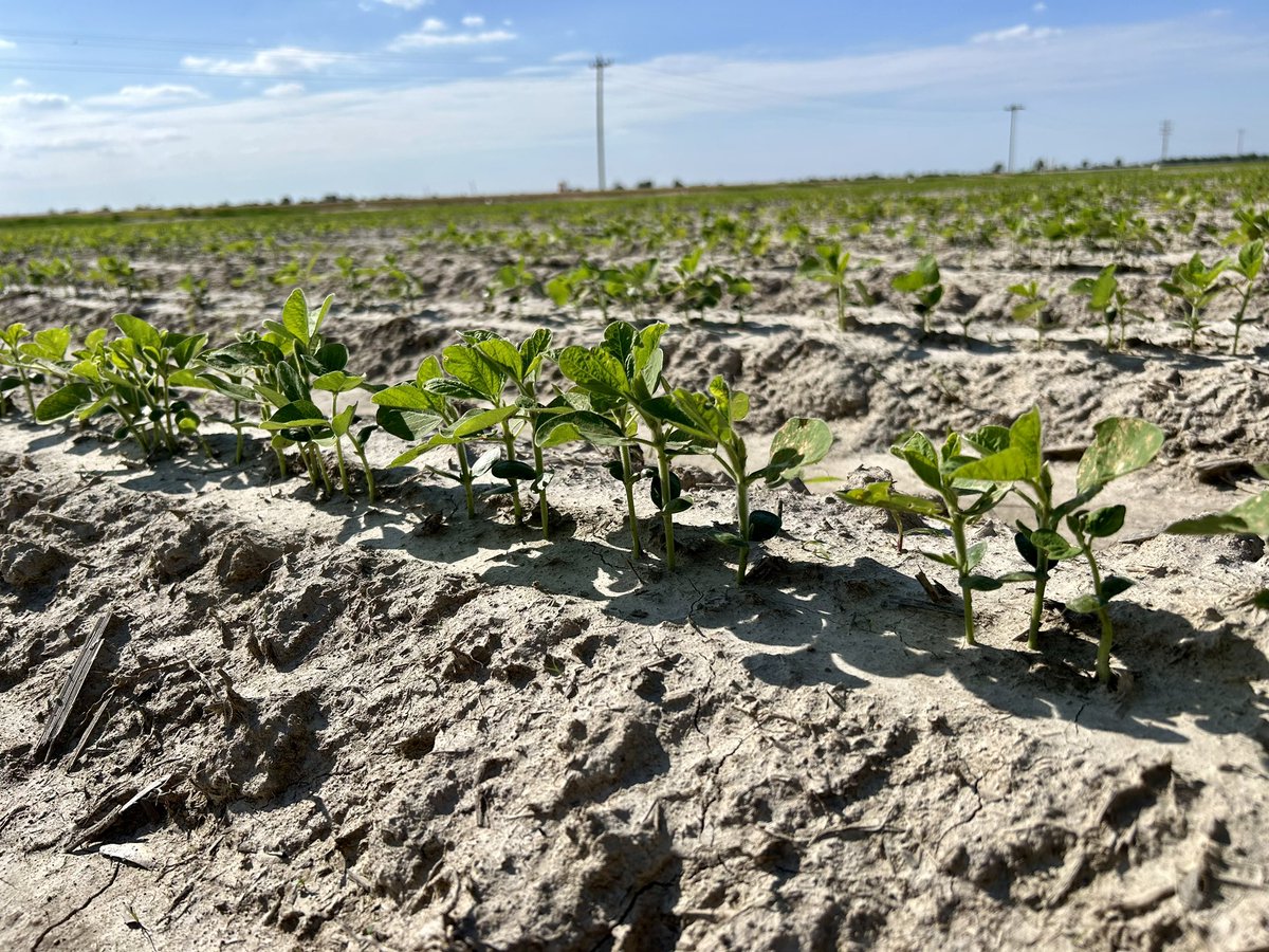 Arkansas Variety Testing Program tweet media