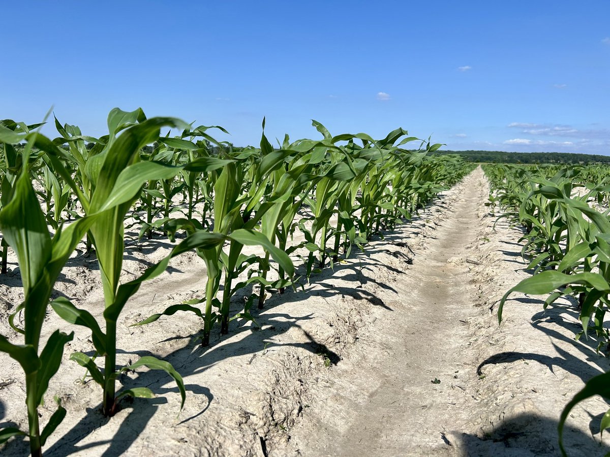 We’re excited for year two of variety trials at the new station known as Northeast Rice Research &amp; Extension Center (NERREC) ☀️