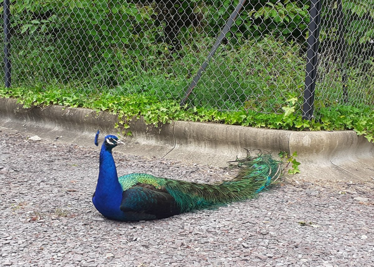 WelshChrisP's tweet photo. One of the lovely #Bangor peacocks enjoying the afternoon sunshine in #NorthWales @BangorPeacocks @BangorWalesNews @NWalesSocial @DerekTheWeather https://t.co/WRfCbPxJpv