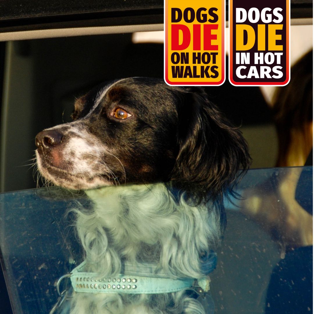 With the weather warming up, we’re joining other #animal welfare charities to remind owners that Dogs Die in Hot Cars and Dogs Die on Hot Walks ♨️⚠️

Just a short walk to the park or a quick car journey to the shops can be fatal for #dogs ❗ Remember: if in doubt, don’t go out!