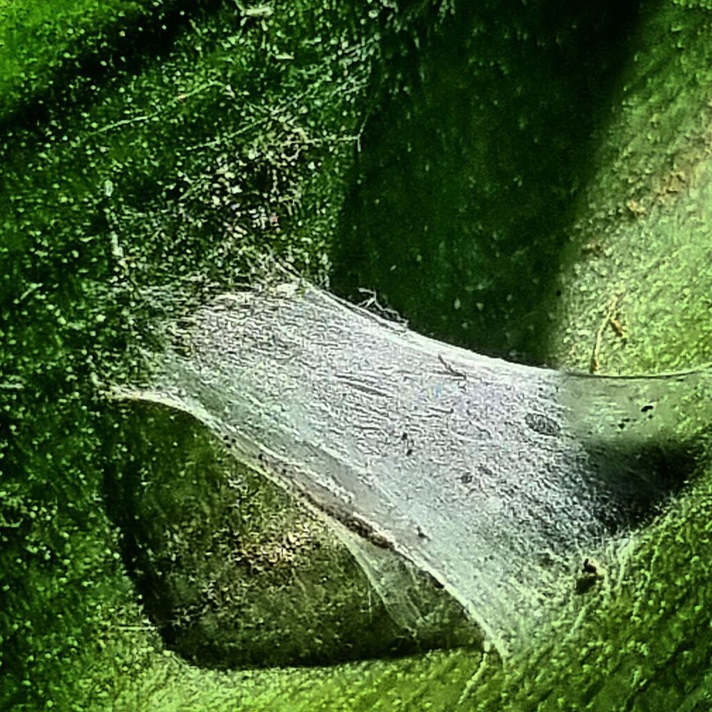 jland's tweet photo. #macro #smallworldlovers #macro_perfection #macro_freaks #macrophotography #macrocaptures #nature #perfection #igworldclub #bns_macro #macrophoto #macronature #naturephotography #naturelovers #naturelover #ig #outdoors #gardeninspiration #natureza #macroworld #macro_brillian… https://t.co/9F48SnVyUy