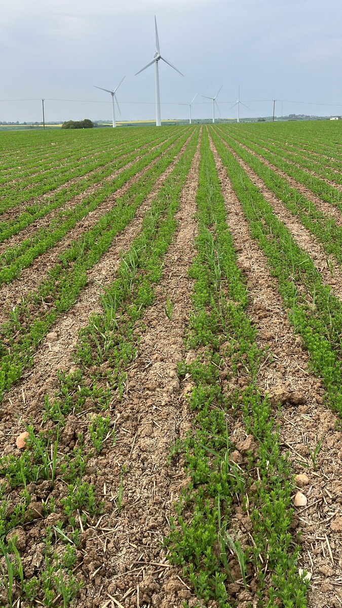 SouthFrodfarmer's tweet image. Not a hint of flea beetle 🪲 in the flax this year 🤷‍♂️#flax