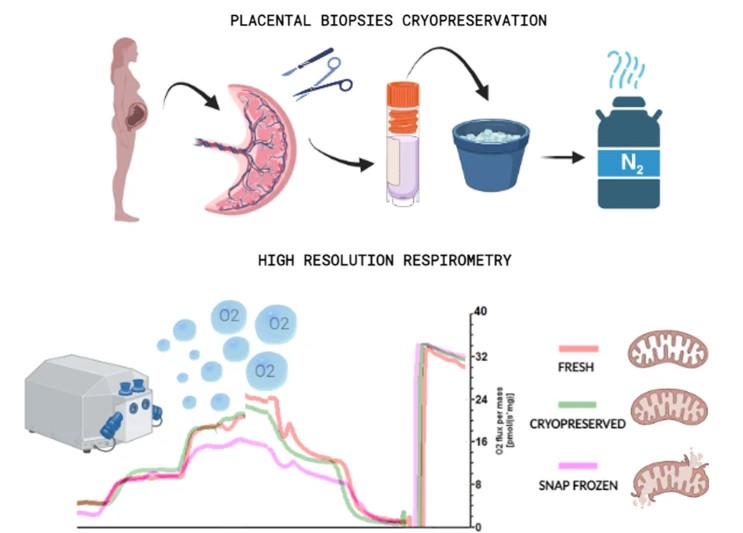 Cryopreserved placental biopsies maintain mitochondrial activity for high-resolution respirometry by Matteo Giovarelli et al. #MolecularMedicine molmed.biomedcentral.com/articles/10.11…