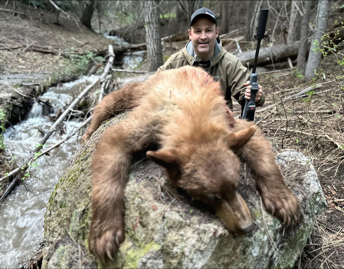FederalPremium's tweet photo. A huge congratulations to Brandon Maddox on this beautiful Idaho bear, taken with Federal Premium Terminal Ascent! 

#TerminalAscent #SilencerCentral #Bear #BigGameHunting #FederalPremium Silencer Central https://t.co/UBYwrJQpAS