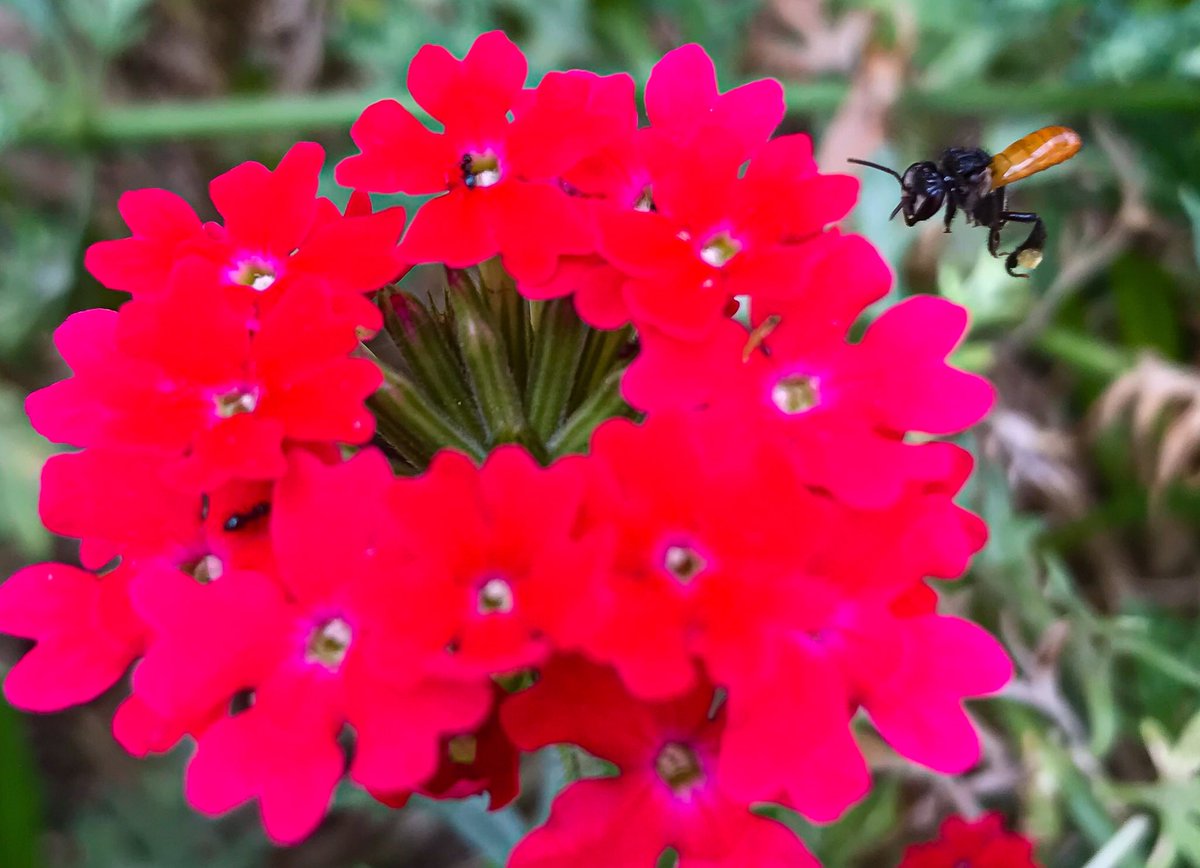APhotografiA's tweet photo. #abeja recoge #polen de unas #flores en un #jardin en #sansalvador #elsalvador 

#abejas #díamundialdelasabejas #beeday #worldbeeday #flor #flower #flowers #phonephotography #photophone #cellphotography #nature #naturephoto #worldday #diamundial #insectos #insects #naturaleza https://t.co/cdOQMK6vjX