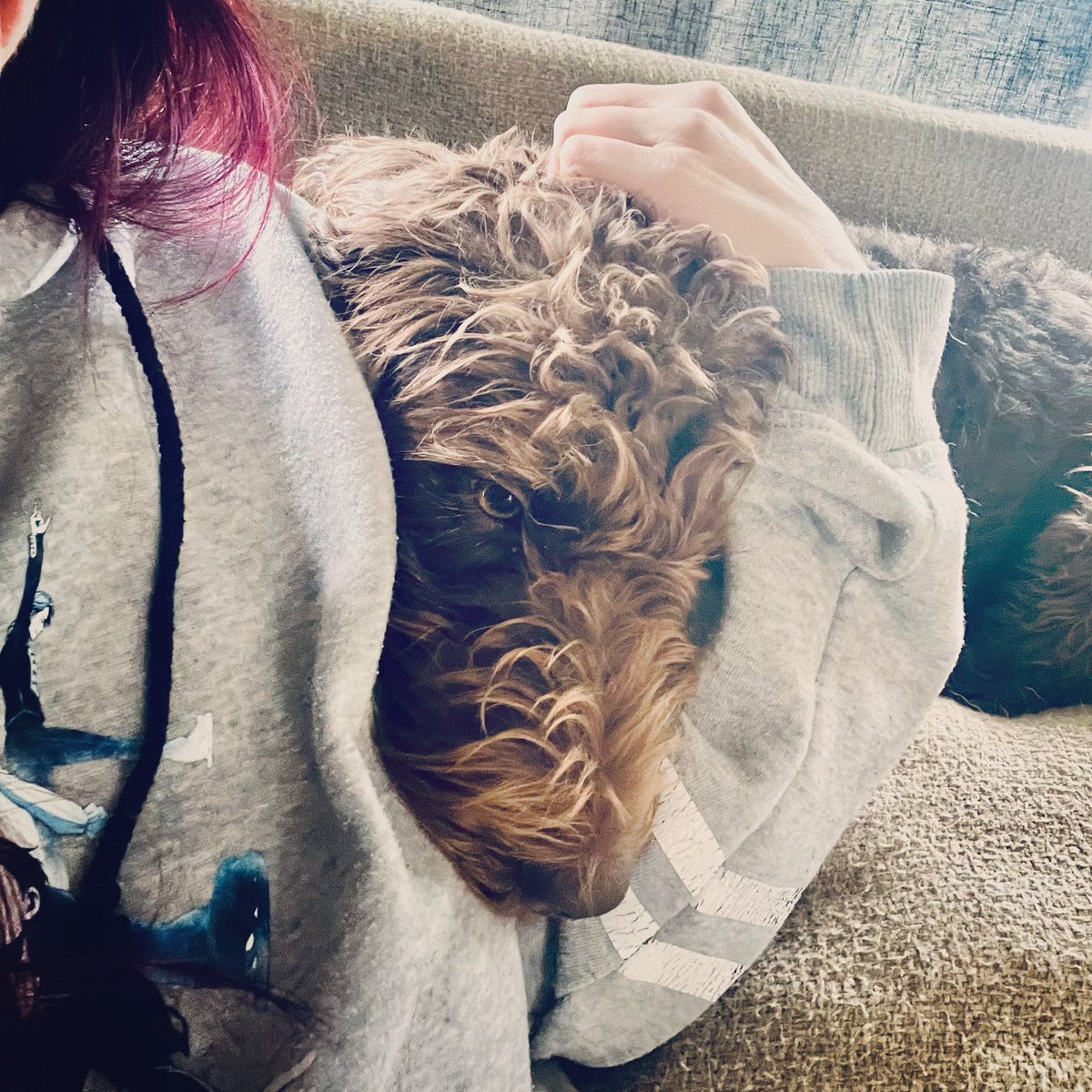 StaciWarren's tweet photo. So I’m trying to study for my final, but this cutie has decided it cuddle time. #dogsftwitter #writerscommunity https://t.co/Dfkoe7h4fb