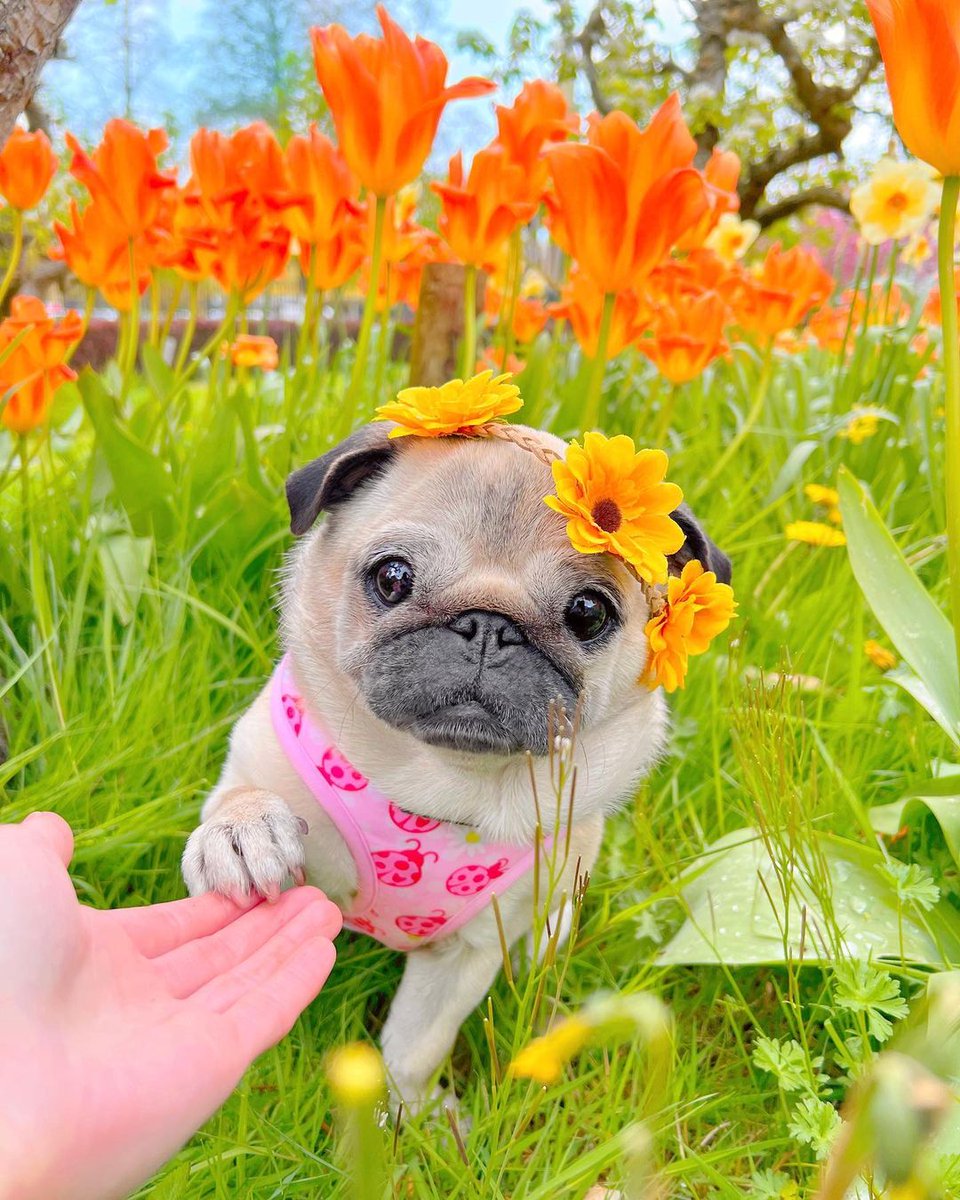 l found the rarest flower and couldn't resist taking it home with me 
#pug #puglover #very #beautifuldog #puglife #pugphoto #pugdog #puglobers