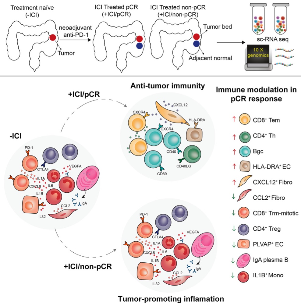 A new paper in Cancer Cell should be a great resource in future work on immunotherapy.
Immunotherapy is currently the best method to treat many cancers, but its success is mixed, and long-term side effects occur too.  Investigating bulk data is hard without single cell reference