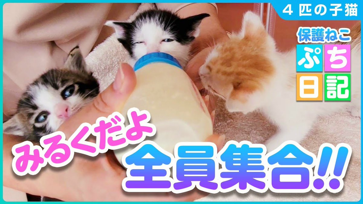 MeowMoeDotCom's tweet photo. 【#子猫保護】ミルクに群がるカワイイ子猫たち♪順番待ちする子猫【4匹の子猫①】
https://t.co/WMMW1Xh6M9
#子猫保護 #Cat #Kitten #Neko #ProtectedCat #Rescue #ねこ #ミルク #乳飲み子 #保護猫 https://t.co/ekAAXvM0rf