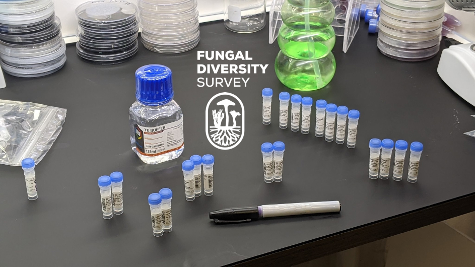 DNA barcoding is a tool that is utilized by FunDiS to help determine the identity of fungal species. Read more about this process on our website fundis.org

#DNAbarcoding #DNAsequencing #molecularmycology #mycology #inaturalist #molecular #molecularbiology #fundis