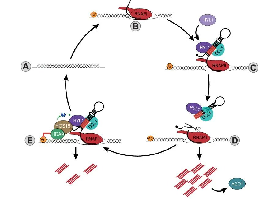 The HOS15-HDA9 complex associates with HYL1 to modulate miRNA expression in response to ABA signaling buff.ly/3In3VD5 <a href="/AxelGiudicatti/">Axel Giudicatti</a> <a href="/mkhan1005/">Min Kyun Han</a> <a href="/ASPB/">ASPB</a> #PlantSci