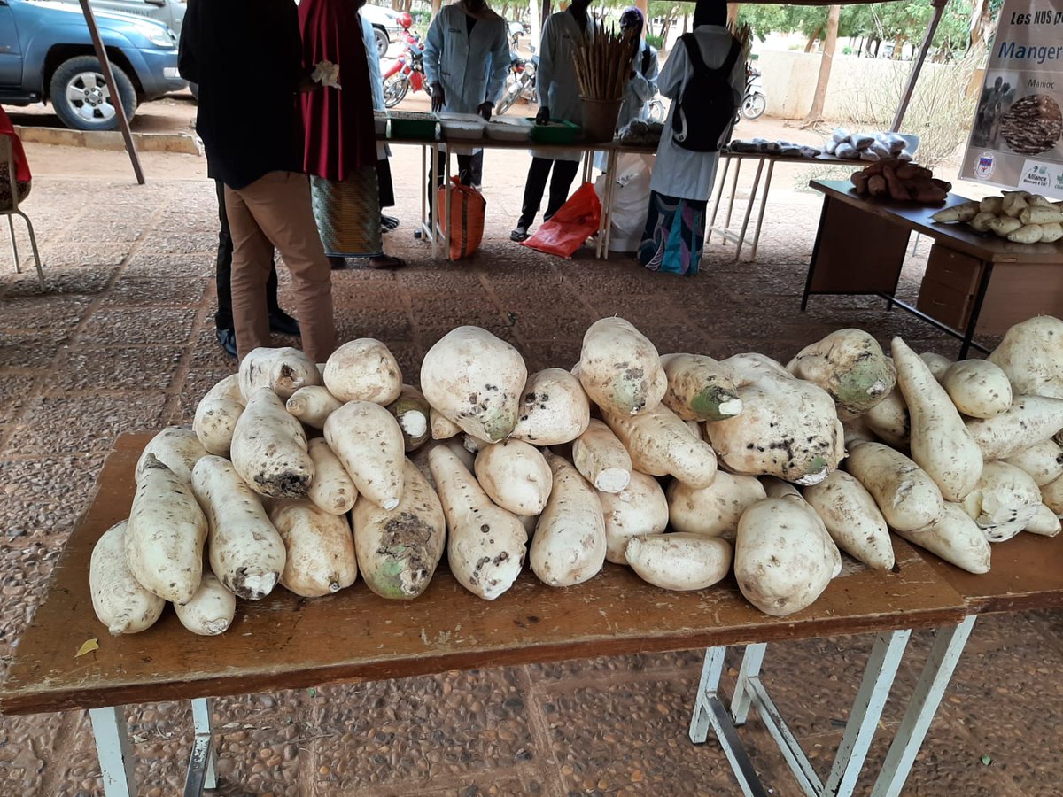 ♀ 13/05/ 23, journée nationale de la #femme nigérienne, sous le thème “femme et #développement”, l’équipe SUSTLIVES a animé un stand auprès de l'UAM de Niamey et présenté, au grand public, les cultures locales #NUS🌱🥔
<a href="/CIHEAMBari/">CIHEAM Bari</a> 
<a href="/BiovIntCIAT_eng/">Alliance of Bioversity International and CIAT</a>