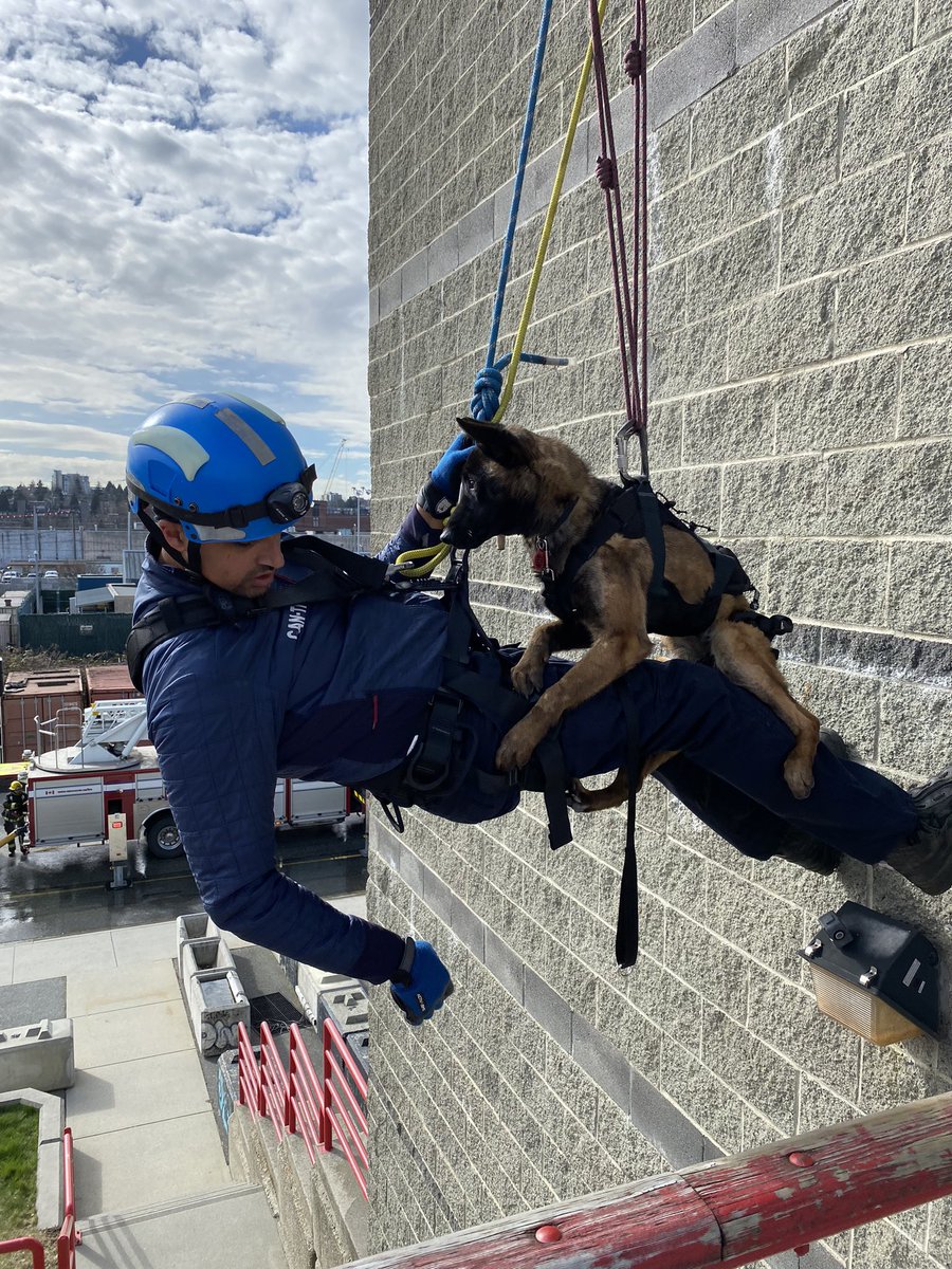 Next generation 😎 love seeing the progress of our pups! 
#cantf1 #husar #cantf1_k9