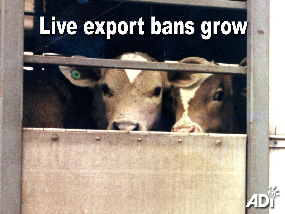 Brazil bans live export of cows following an historic ruling recognizing #animalsentience. New Zealand’s ban on #liveexport of animals overseas took effect April 30. Wherever you live, urge your Member of Parliament/Congress to support a total ban on live animal exports.