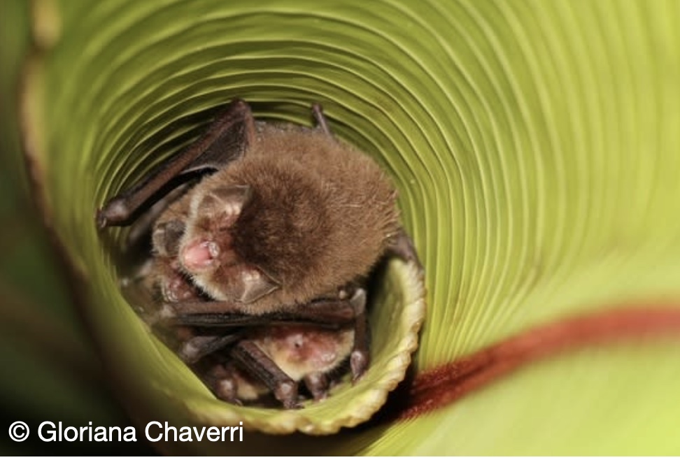 xeno-canto tweet media