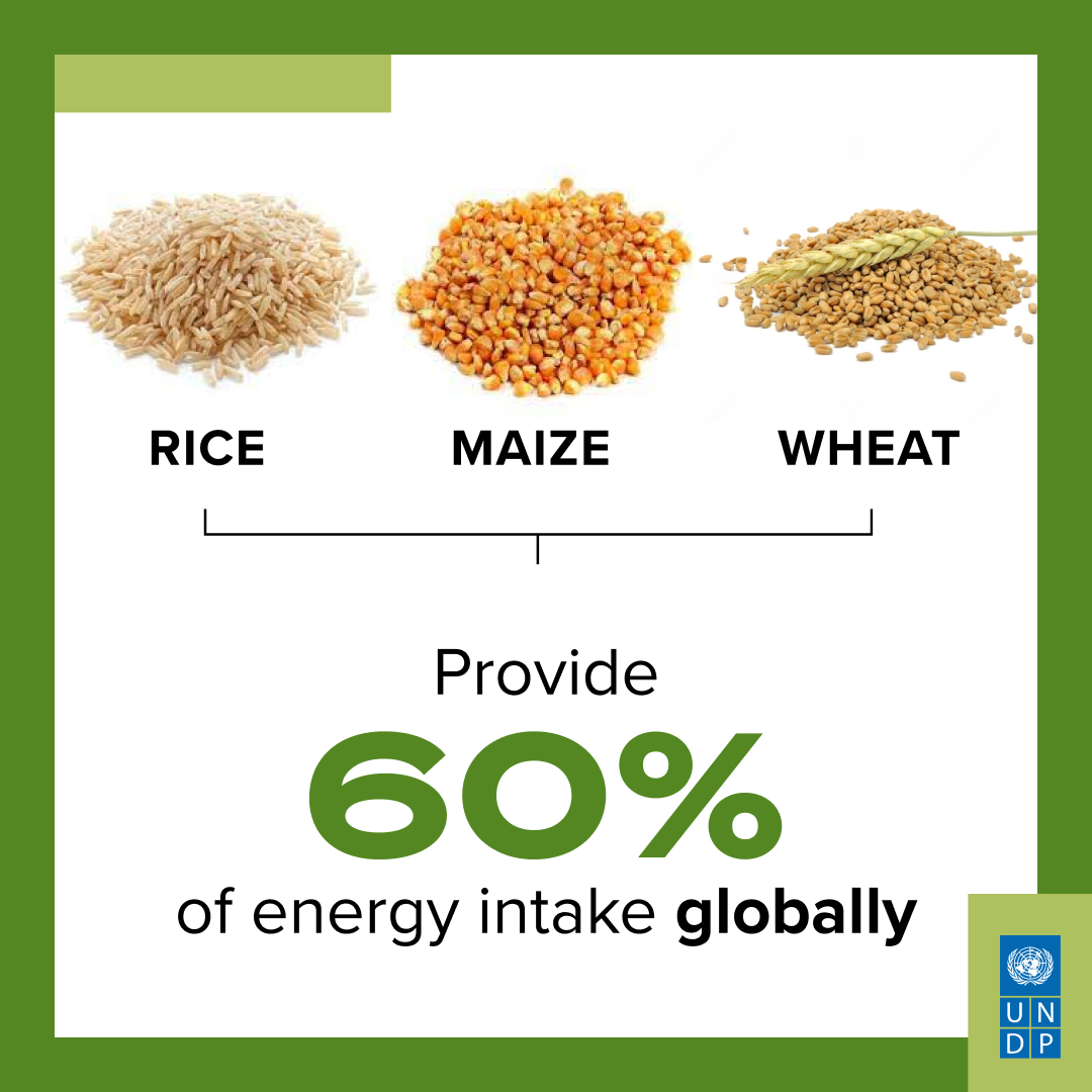 DYK that over 80% of the human diet is provided by plants?

Yet, 3 cereal crops provide 60% of energy intake globally. 

Depending on only 3 crops threatens our food security and biodiversity.

We need to #BuildBackBiodiversity together. go.undp.org/vNXb

#BiodiversityDay