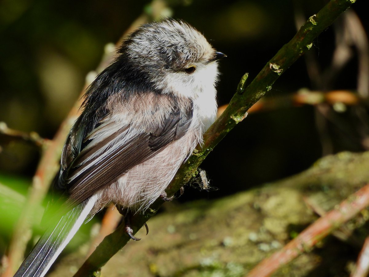 #staartmees #longtailedtit #uiterwaarden #wageningen