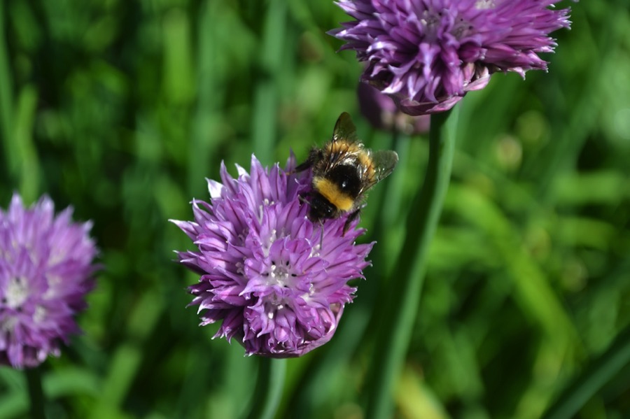As well as providing nectar to help pollinating insects, chives, fennel and other strong-smelling herbs can deter pests – helping to keep aphids and whitefly away from tomatoes and other vulnerable crops.
More companion planting ideas:
bit.ly/41NB9Cj
#nature #growyourown