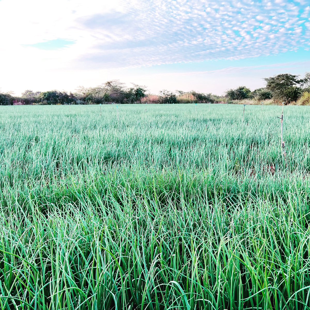 Onion plantations..