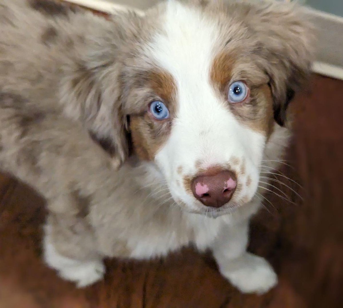 lakesidesports's tweet photo. We have a brand new member of the Lakeside Sports Chiro family…😍
 
We have a feeling we’re going to be saying, “Talk to me Goose” a lot because of Dr. Vance’s new puppy, Maverick.😉

But seriously… how cute is he?
(Doubt we’re going to lose that lovin’ feeling for him…🎶🎤) https://t.co/lqBbRZXHz8